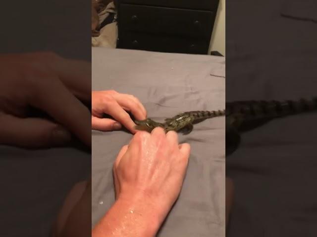 Baby Croc rescue  I