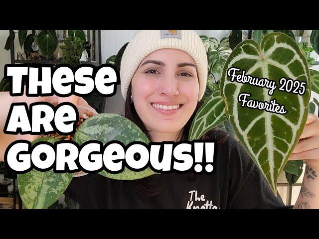 These Houseplants are GORGEOUS!!  February 2025 Favorites!!  Hoya, Anthurium + More!!