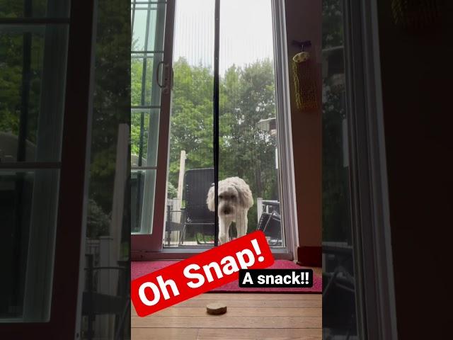 One of my favorite #dog finds a Magnetic screen door - and she found a snack