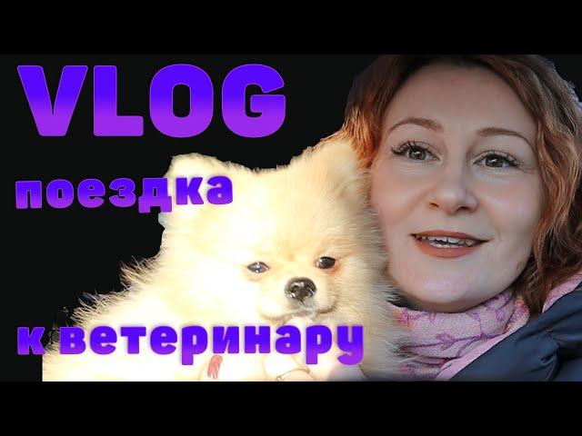 VLOG | Поездка к ветеринару | Что нас ожидает в ближайшее время?