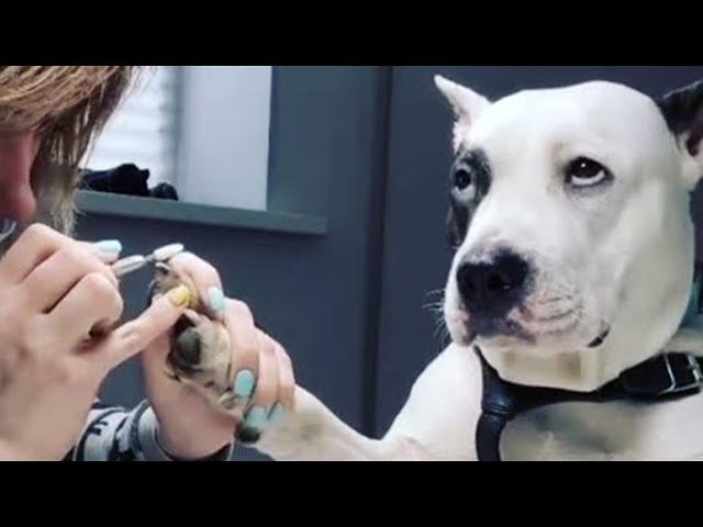 Los mejores videos divertidos de PERROS de 2024 