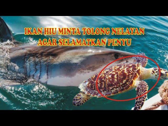 Ikan Hiu mengantarkan Penyu pada Nelayan agar melepaskan tali di leher Penyu.