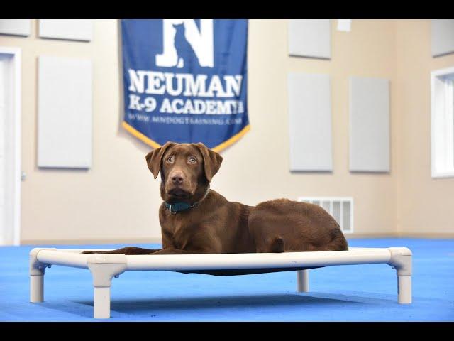 Otis (Labrador Retriever) Puppy Camp Dog Training Video Demonstration