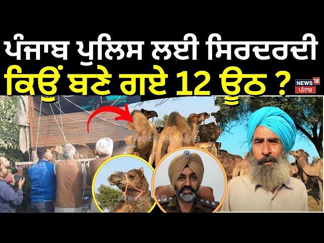 Police ਲਈ ਸਿਰਦਰਦੀ ਬਣੇ 12 ਊਠ | Bathinda Camel News | Today Punjabi News | N18V