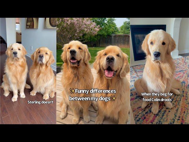 Hilarious Differences Between My Golden Retrievers