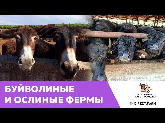 Фермы по разведению молочных ослов и буйволов