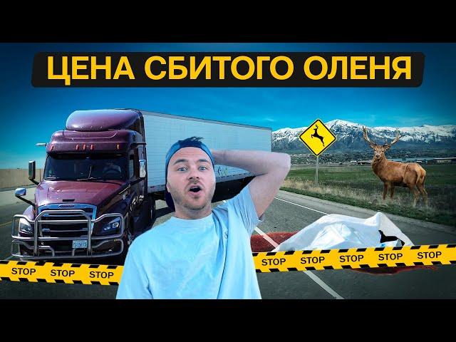 Сколько стоит сбить оленя/Рынок пошел вверх