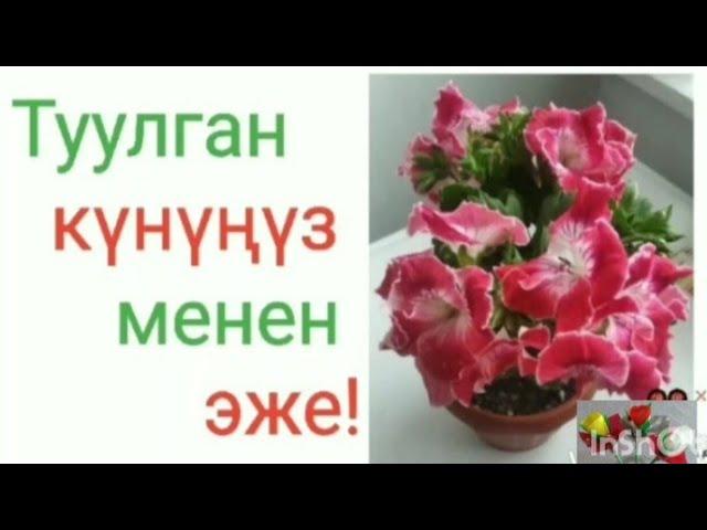 АЛИЯ  ЭЖЕ, ТУУЛГАН КҮНҮҢҮЗ МЕНЕН ️ 26 декабрь