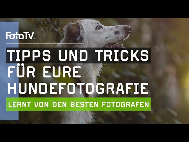 HUNDEFOTOGRAFIE lernen mit diesen Tipps ‍ | FotoTV.