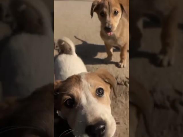 #cutepuppies#shortvideo##thedoggydiaries