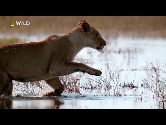 Afrika'nın En Tehlikeli Nehri 1 Bölüm 1080p Full HD Belgesel Film Türkçe Dublaj Yabancı İzle