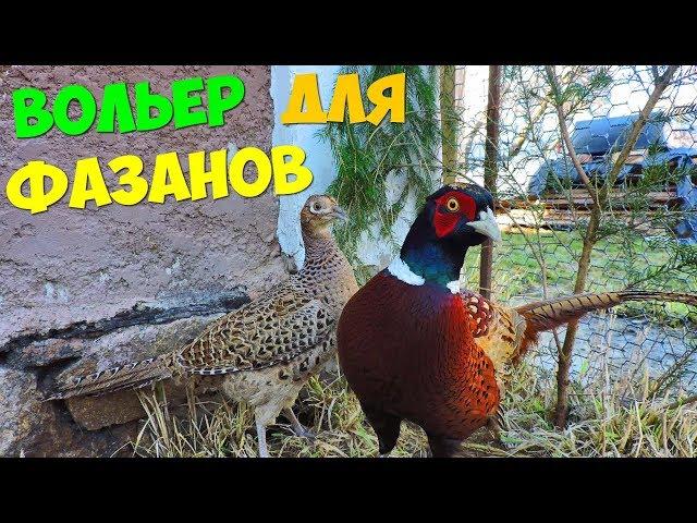 Супер Вольер для фазанов! Разведения фазанов