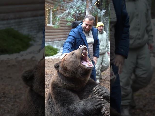 Медведь Том позирует.