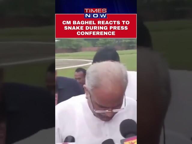 Snake Appears During Press Conference Of Chhattisgarh CM  Bhupesh Baghel #shorts