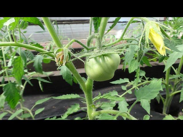 Какие томаты самые первые зацвели и завязали плоды в теплице?