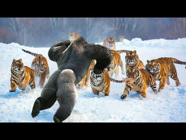 MOST FEARLESS ANIMALS ON THE PLANET