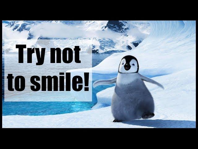 Funny and Cute Penguin Video Compilation | Try not to smile 2018 ( Winter edition )