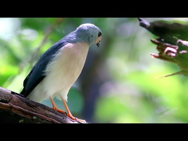 Tangkoko is Endemic birds palace