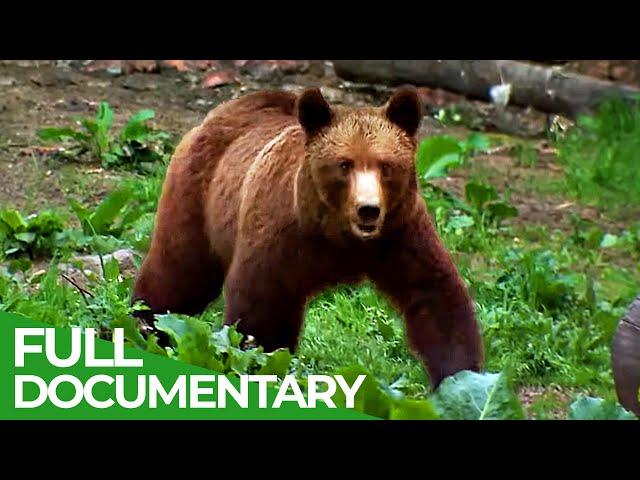 Wild Carpathia | Episode 1: Transylvania | Free Documentary Nature