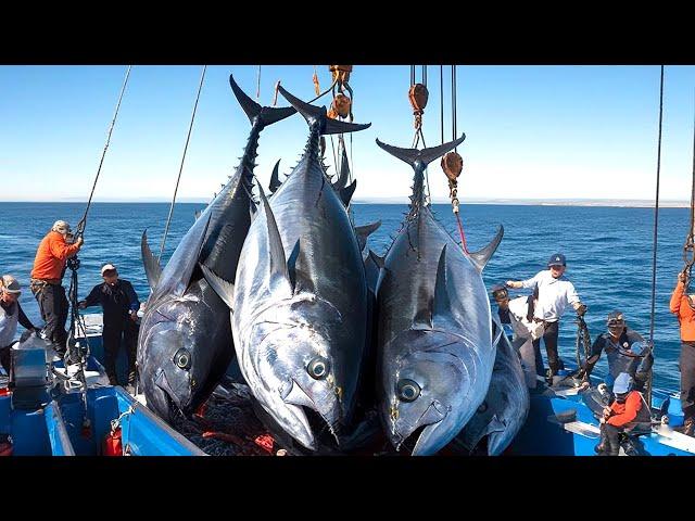 Bluefin Tuna Caught by Longline - The Most Intense Fishing Battle Ever!