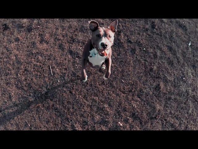 Dogs reacting to Drones