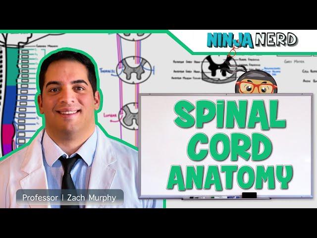 Neurology | Gross Anatomy of the Spinal Cord and Spinal Nerves