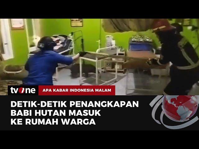 Geger, 2 Babi Hutan Masuk ke Rumah Bidan di Kuningan | AKIM tvOne