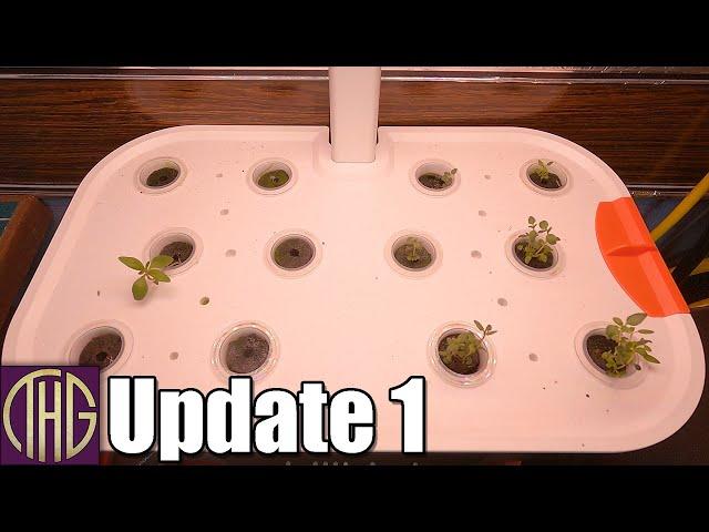 The First Two Weeks!! Spider Farmer G12 Indoor Grow System Update 1