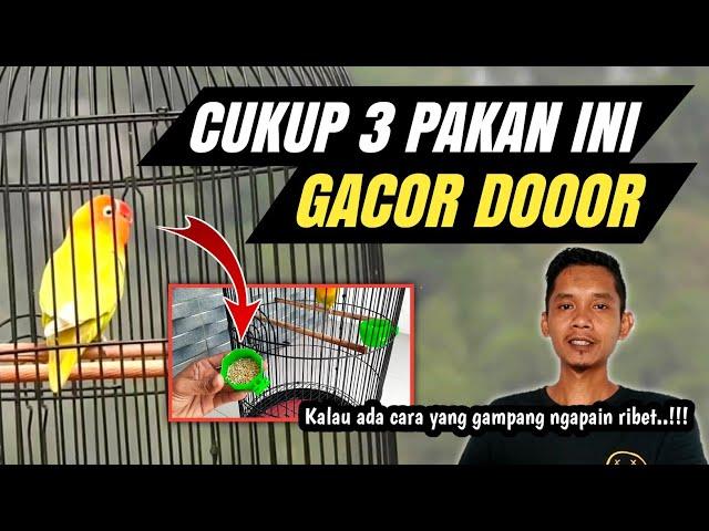 LOVEBIRD GACOR DOR DENGAN PAKAN INI TANPA DOPING‼️