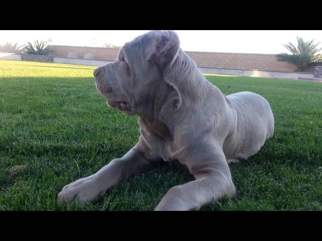 Cane corso 4 month old