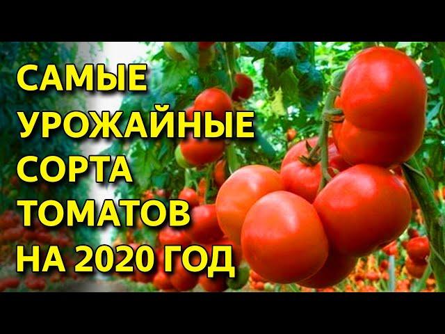 САМЫЕ УРОЖАЙНЫЕ СОРТА ТОМАТОВ! ЛУЧШИЕ СОРТА ТОМАТОВ 2020 года!