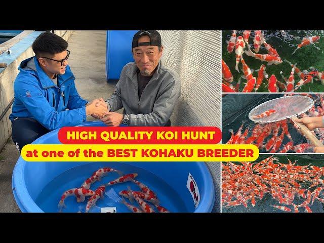 High QUALITY JUMBO KOI FISH HUNT at MARUYAMA KOI FARM - ONE of the BEST KOHAKU KOI BREEDER