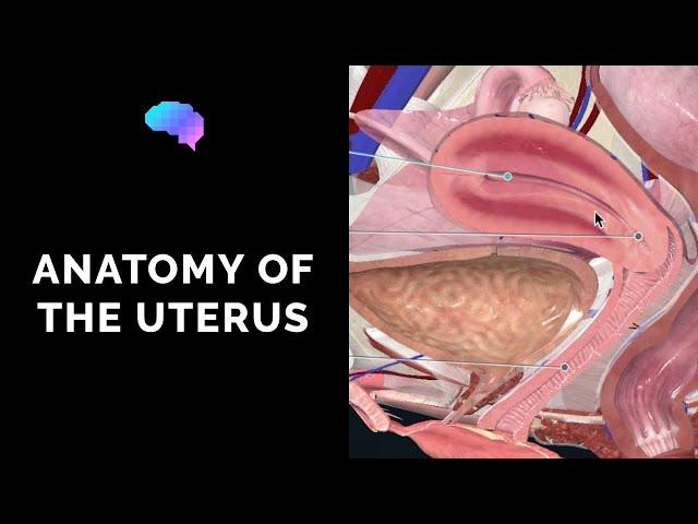 Anatomy of the Uterus | Ovaries | 3D Anatomy Tutorial | UKMLA | CPSA | PLAB 2