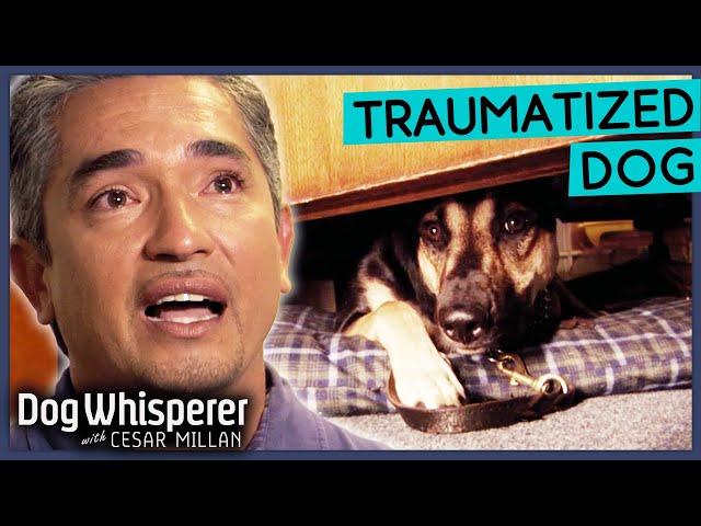 Terrified Stray Dog Lives Life In Fear  Dog Whisperer With Cesar Millan