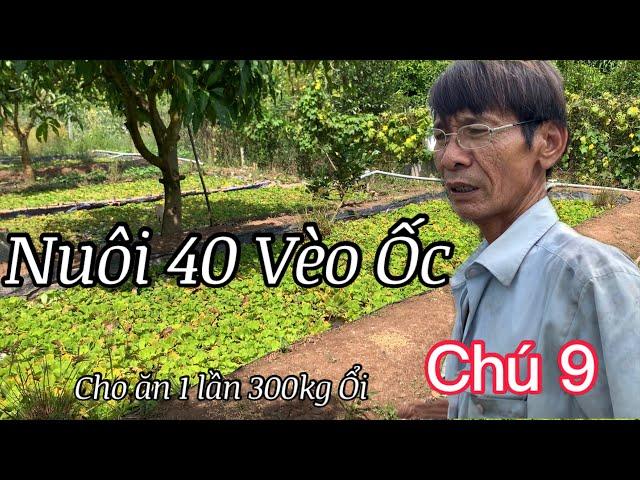 Lão Nông Nuôi 40 Vèo Ốc Bươu Đen,  Tỷ Phú Tiền Giang Miền Tây | Đại Gia Đình Nhà Chòi
