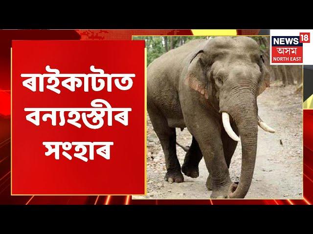 Hojai News | ৰাইকাটা গাঁৱত বনৰীয়া হাতীক জাক