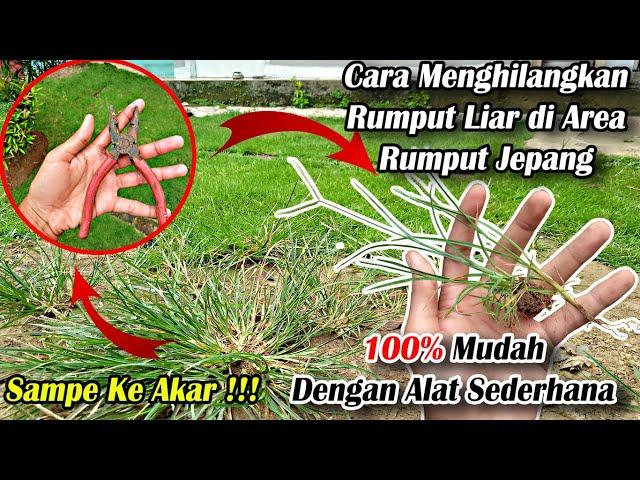 Cara Menghilangkan Rumput Liar pada Rumput Jepang Dengan Mudah Tanpa Bahan Kimia