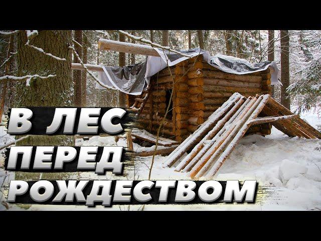 Морозный лес. Прогулялись до сруба | ЛЕСНОЙ ДОМ | ИЗБА | FOREST HOUSE | DUGOUT | HUT