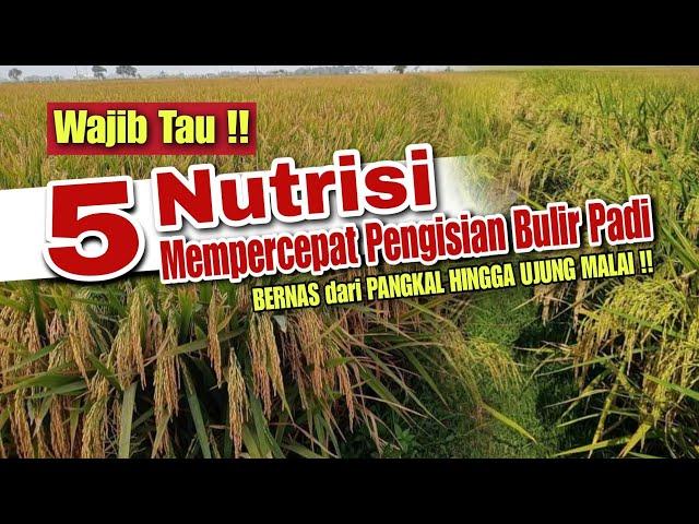 5 NUTRISI MEMPERCEPAT PENGISIAN BULIR PADI | BERNAS DARI PANGKAL HINGGA UJUNG MALAI !!