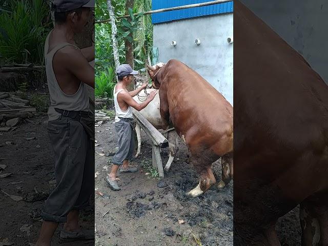 sapi PO kawin silang dengan simental.