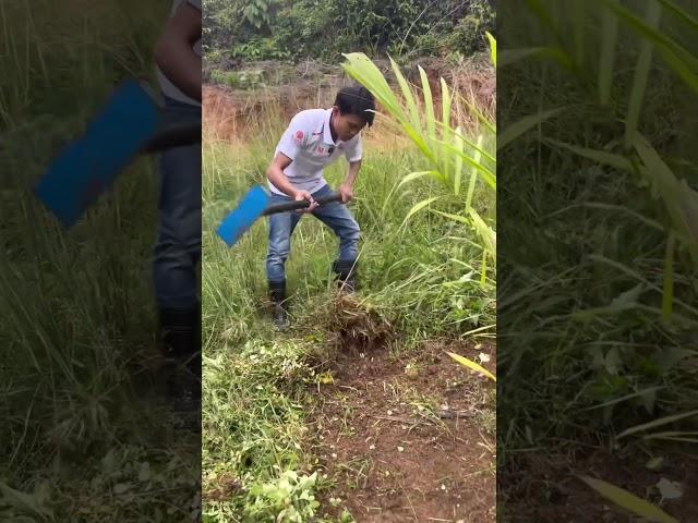 Kalau sawitnya masih kecil seperti ini jangan di semprot geng