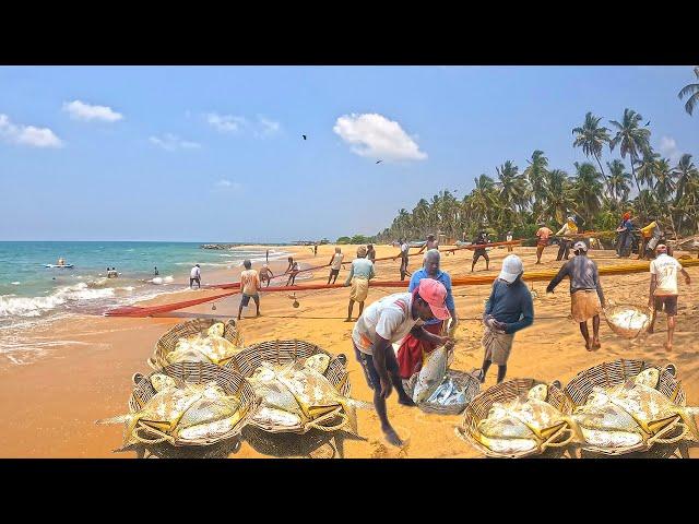 Wow! Most Satisfying Super Fishing Method - Amazing Beach Seine Net Fishing For Big Permit Fish