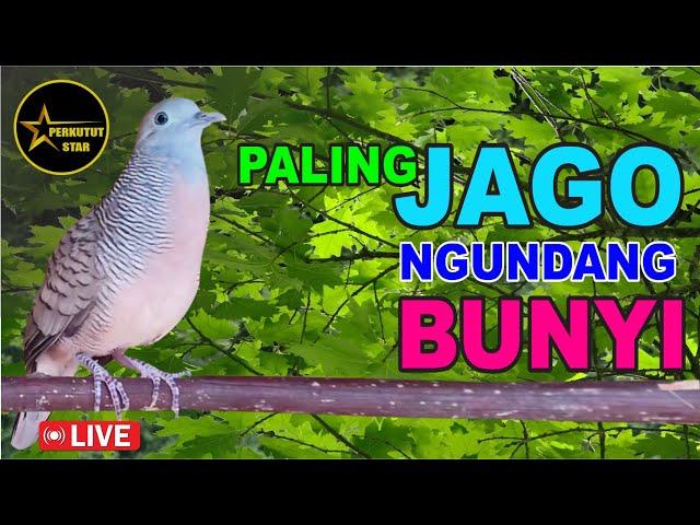 Perkutut Lokal Gacor - paling JAGO mancing NYAUT