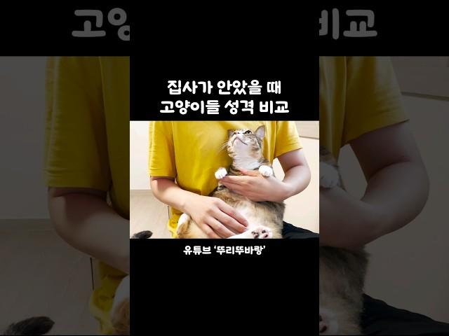 고양이들 성격 비교