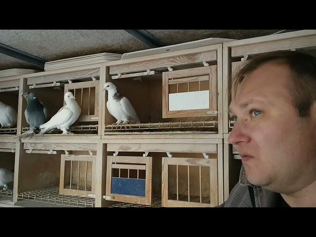 Бакинские и таджикские голуби в Германии. В гостях у Дениса.