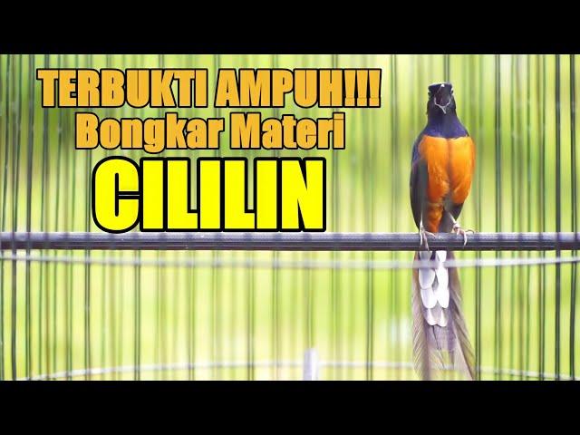 TERBUKTI AMPUH TEMBAKAN MURAI BATU ISIAN CILILIN BIKIN LANGSUNG NYAUT TAMBAH GACOR