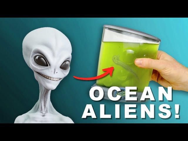 Amazing OCEAN ALIENS! | Unboxing & Review