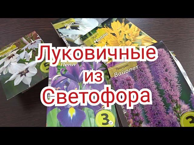 Луковичные из Светофора