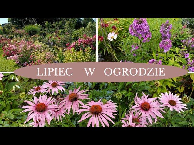 Lipiec  -  jakie rośliny zdobią ogród w lipcu.  Lawenda kiedy cięcie 3 07 2024