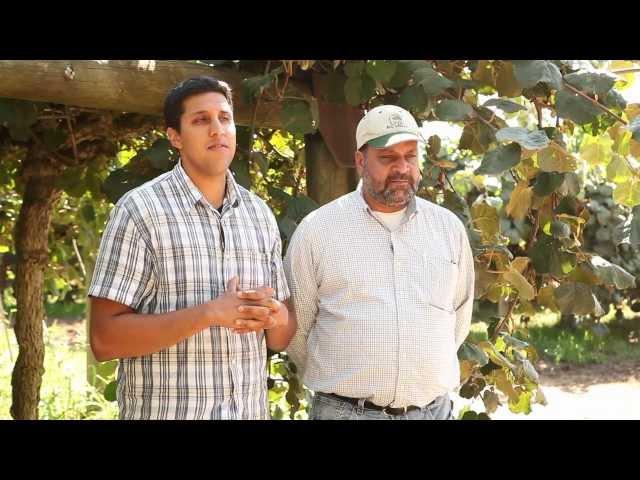 Meet J.T. and Jasbir Kullar, California Kiwifruit Farmers, How Kiwis Grow in California